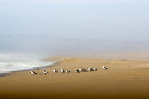 Guadelupe Dunes