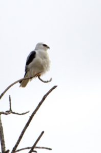 White Tailed Kite