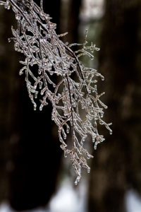 ice on branch